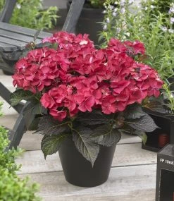 Hortensia (Hydrangea Black Diamonds Dark Angel) -Groene Wereld hydrangea black diamonds dark angel 2 1