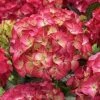 Hortensia (Hydrangea Black Diamonds Red Angel) -Groene Wereld hydrangea black diamonds red angel 2 1