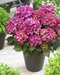 Hortensia (Hydrangea Black Diamonds Red Angel Purple) -Groene Wereld hydrangea black diamonds red angel purple 3 1