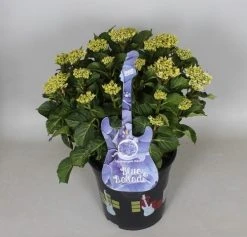 Hortensia Blue Ballad (Hydrangea 'Music Collection') -Groene Wereld hydrangea blue ballad c5 3