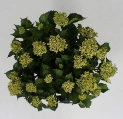 Hortensia Blue Ballad (Hydrangea 'Music Collection') -Groene Wereld hydrangea blue ballad c5 4 1
