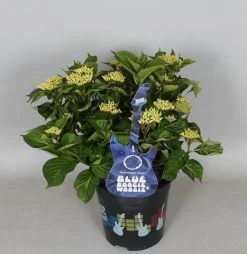 Hortensia Blue Boogiewoogie (Hydrangea 'Music Collection') -Groene Wereld hydrangea blue boogiewoogie 3 1 2