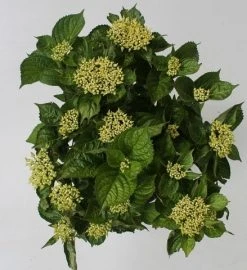 Hortensia Blue Boogiewoogie (Hydrangea 'Music Collection') 8 Hortensia Blue Boogiewoogie (Hydrangea 'Music Collection') -Groene Wereld hydrangea blue boogiewoogie 4 1