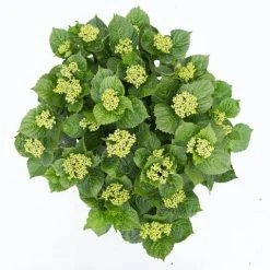 Hortensia Deep Purple Dance (Hydrangea 'Music Collection') -Groene Wereld hydrangea deep purple dance c5 3 2