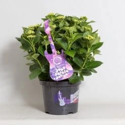 Hortensia Deep Purple Dance (Hydrangea 'Music Collection') -Groene Wereld hydrangea deep purple dance c5 4