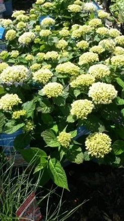 Hortensia (Hydrangea 'Endless Summer The Bride') 9 Hortensia (Hydrangea 'Endless Summer The Bride') -Groene Wereld hydrangea endless summer 1 1