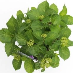 Hortensia Blauw (Hydrangea 'Forever&Ever') 13 Hortensia Blauw (Hydrangea 'Forever&Ever') -Groene Wereld hydrangea forever ever blue boven bewerkt