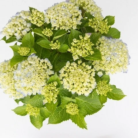 Hortensia Wit (Hydrangea 'Forever&Ever') 4 Hortensia Wit (Hydrangea 'Forever&Ever') - Afbeelding 2