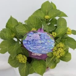 Hortensia Blauw (Hydrangea 'Forever&Ever') -Groene Wereld hydrangea forever ever blue hoek bewerkt 1