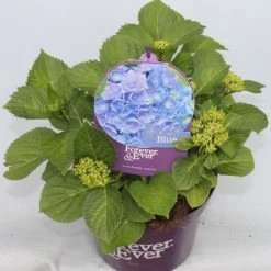 Hortensia Blauw (Hydrangea 'Forever&Ever') 16 Hortensia Blauw (Hydrangea 'Forever&Ever') -Groene Wereld hydrangea forever ever blue voor bewerkt