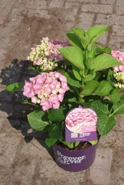 Hortensia Roze (Hydrangea 'Forever&Ever' Pink) -Groene Wereld hydrangea forever ever pink 3 2