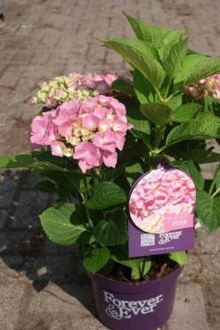 Hortensia Roze (Hydrangea 'Forever&Ever' Pink) -Groene Wereld hydrangea forever ever pink 4 1