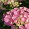 Hortensia Roze (Hydrangea 'Forever&Ever' Pink) 1 Hortensia Roze (Hydrangea 'Forever&Ever' Pink) -Groene Wereld hydrangea forever ever pink 5