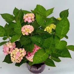 Hortensia Roze (Hydrangea 'Forever&Ever' Pink) -Groene Wereld hydrangea forever ever pink hoek 17 10 1