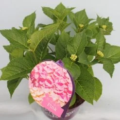 Hortensia Roze (Hydrangea 'Forever&Ever' Pink) -Groene Wereld hydrangea forever ever pink hoek bewerkt 1