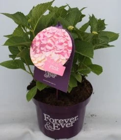Hortensia Roze (Hydrangea 'Forever&Ever' Pink) -Groene Wereld hydrangea forever ever pink voor bewerkt 1