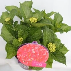 Hortensia Rood (Hydrangea 'Forever&Ever') -Groene Wereld hydrangea forever ever red hoek bewerkt