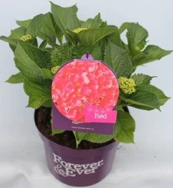 Hortensia Rood (Hydrangea 'Forever&Ever') -Groene Wereld hydrangea forever ever red voor bewerkt