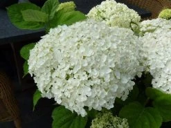 Hortensia (Hydrangea 'Strong Annabelle') 27 Hortensia (Hydrangea 'Strong Annabelle') -Groene Wereld hydrangea incrediball bloem 1