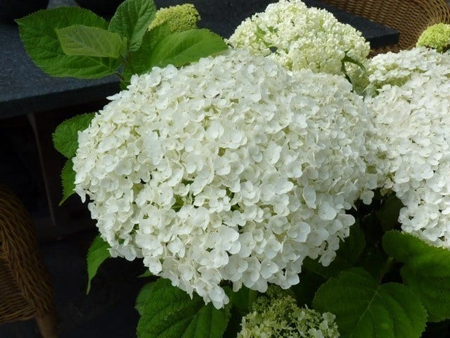 Hortensia (Hydrangea 'Strong Annabelle') 11 Hortensia (Hydrangea 'Strong Annabelle') - Afbeelding 9