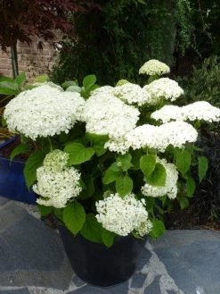 Hortensia (Hydrangea 'Strong Annabelle') -Groene Wereld hydrangea incrediball c3 hr
