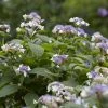 Hortensia (Hydrangea Involucrata) -Groene Wereld hydrangea involucrata 1