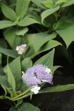 Hortensia (Hydrangea Involucrata) -Groene Wereld hydrangea involucrata 3