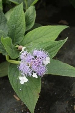 Hortensia (Hydrangea Involucrata) -Groene Wereld hydrangea involucrata 4