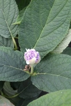 Hortensia (Hydrangea Involucrata) -Groene Wereld hydrangea involucrata 5