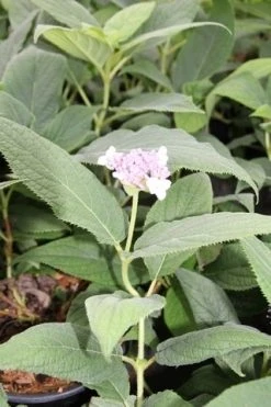 Hortensia (Hydrangea Involucrata) -Groene Wereld hydrangea involucrata 2