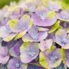 Hortensia (Hydrangea 'Magical Jewel Blue') -Groene Wereld hydrangea macr magical amethyst blue kopie 2
