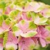 Hortensia (Hydrangea 'Magical Jewel Pink')