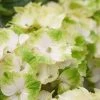 Hortensia (Hydrangea Magical Noblesse) -Groene Wereld hydrangea macr magical noblesse kopie