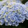 Hortensia (Hydrangea Magical Revolution Blue) -Groene Wereld hydrangea macr magical revolution blue kopie 2