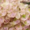 Hortensia (Hydrangea Magical Revolution Pink) -Groene Wereld hydrangea macr magical revolution pink
