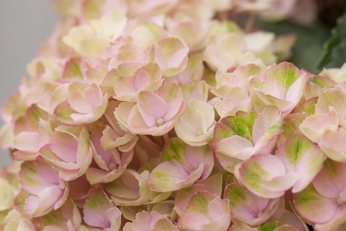 Hortensia (Hydrangea Magical Revolution Pink) 3 Hortensia (Hydrangea Magical Revolution Pink)