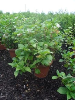 Hortensia (Hydrangea Macrophylla 'Soeur Therese') -Groene Wereld hydrangea macrophylla soeur therese c50 3