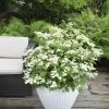 Hortensia (Hydrangea 'Prim White') -Groene Wereld hydrangea pan. prim white 1