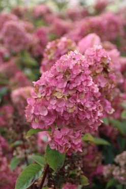 Pluimhortensia (Hydrangea Paniculata 'Sundae Fraise') -Groene Wereld hydrangea pan sundae fraise 2 2.5 frank elst