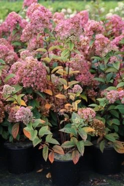 Pluimhortensia (Hydrangea Paniculata 'Sundae Fraise') -Groene Wereld hydrangea pan sundae fraise 3 2.5 frank elst