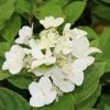 Pluimhortensia (Hydrangea Paniculata 'Dart's Little Dot') 2 Pluimhortensia (Hydrangea Paniculata 'Dart's Little Dot') -Groene Wereld hydrangea paniculata darts little dot 1