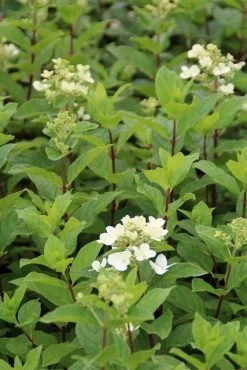 Pluimhortensia (Hydrangea Paniculata 'Dart's Little Dot') -Groene Wereld hydrangea paniculata darts little dot 2