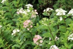 Pluimhortensia (Hydrangea Paniculata 'Dart's Little Dot') -Groene Wereld hydrangea paniculata darts little dot 3