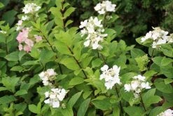 Pluimhortensia (Hydrangea Paniculata 'Dart's Little Dot') -Groene Wereld hydrangea paniculata darts little dot 4