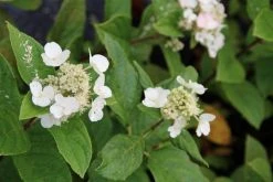 Pluimhortensia (Hydrangea Paniculata 'Dart's Little Dot') -Groene Wereld hydrangea paniculata darts little dot 5 1