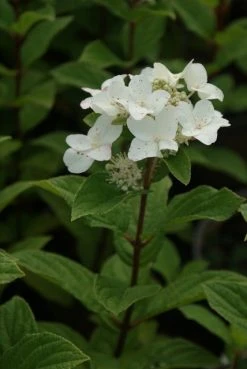 Pluimhortensia (Hydrangea Paniculata 'Dart's Little Dot') -Groene Wereld hydrangea paniculata darts little dot 6