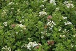 Pluimhortensia (Hydrangea Paniculata 'Dart's Little Dot') -Groene Wereld hydrangea paniculata darts little dot 7 1