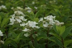 Pluimhortensia (Hydrangea Paniculata 'Dart's Little Dot') -Groene Wereld hydrangea paniculata darts little dot 8