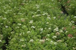 Pluimhortensia (Hydrangea Paniculata 'Dart's Little Dot') -Groene Wereld hydrangea paniculata darts little dot 9 1