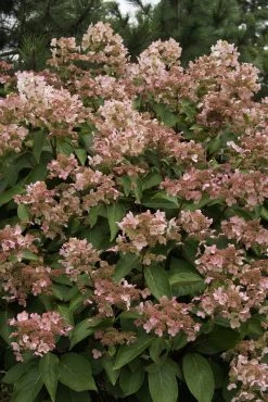 Pluimhortensia (Hydrangea Paniculata 'Dharuma') -Groene Wereld hydrangea paniculata dharuma